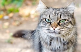 Gato enojado, imagen ilustrativa.