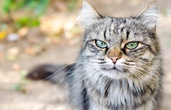 Gato enojado, imagen ilustrativa.