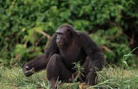 Un chimpancé reacciona en una isla del Parque Natural Douala-Edea en Marienberg.