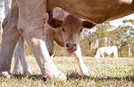 Reinicio del ciclo ganadero: destete y palpación definen la rentabilidad
