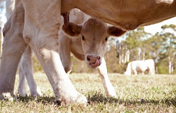 Reinicio del ciclo ganadero: destete y palpación definen la rentabilidad