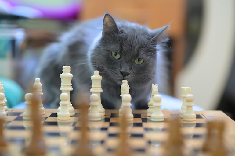Gato.