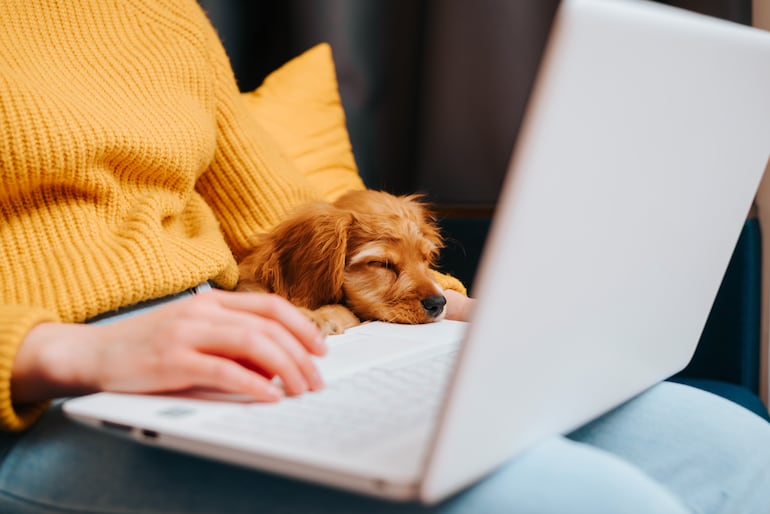 ¿Tu perro apoya su cabeza en tu regazo?