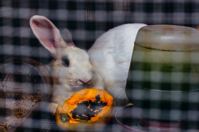 Conejo comiendo mamón.