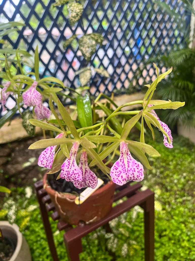 Orquideario del Jardín Botánico de Río de Janeiro, Brasil.