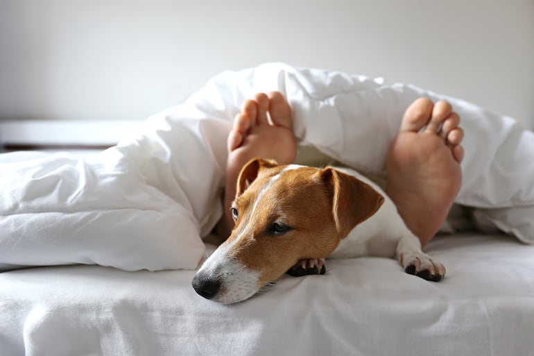 Perro a los pies de su humano.