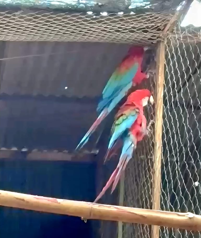 El emotivo reencuentro de Romeo y Julieta, los guacamayos más famosos de Encarnación
