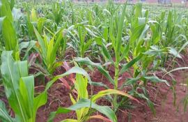 El cultivo de maíz, porotos, sandías, melones y varios rubros hortícolas se benefician con la lluvia.