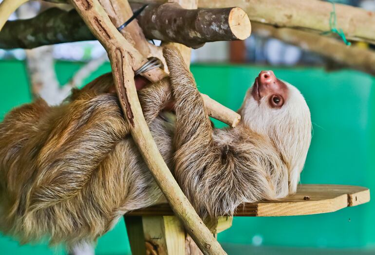 Perezoso de dos dedos descansando en un santuario de perezosos del Parque Nacional Soberanía, Panamá.
