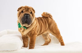 Perro de la raza Shar Pei.