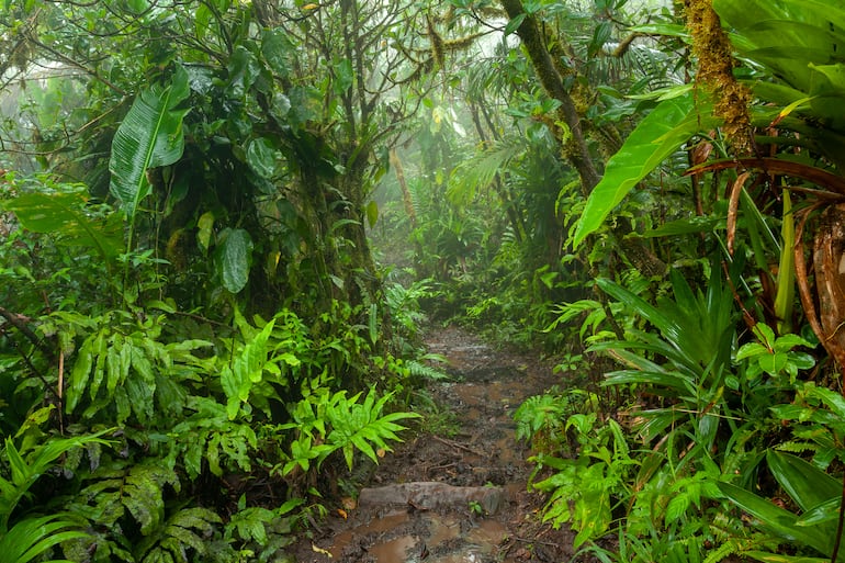 Sendero a través de la jungla en la isla de Saba, en el Caribe.