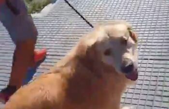 El perro fue rescatado.