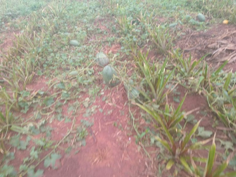 Terreno agrícola con plantas de melón afectadas por granizada, en Guajayví.