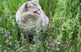 Gato en un jardín.