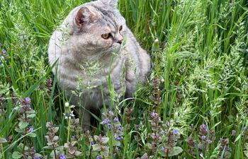 Gato en un jardín.