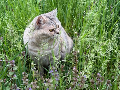 Gato en un jardín.