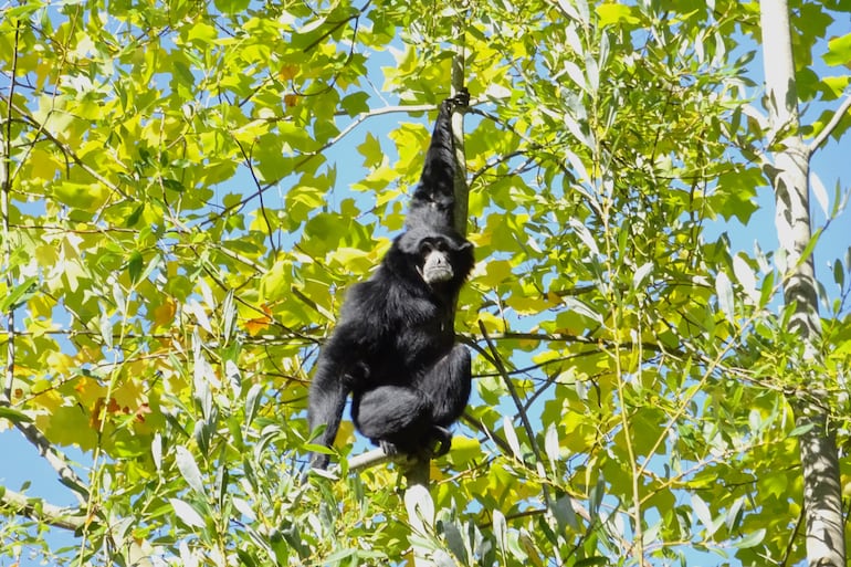 Gibón siamang.