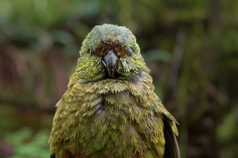 Kakapo de Nueva Zelanda.