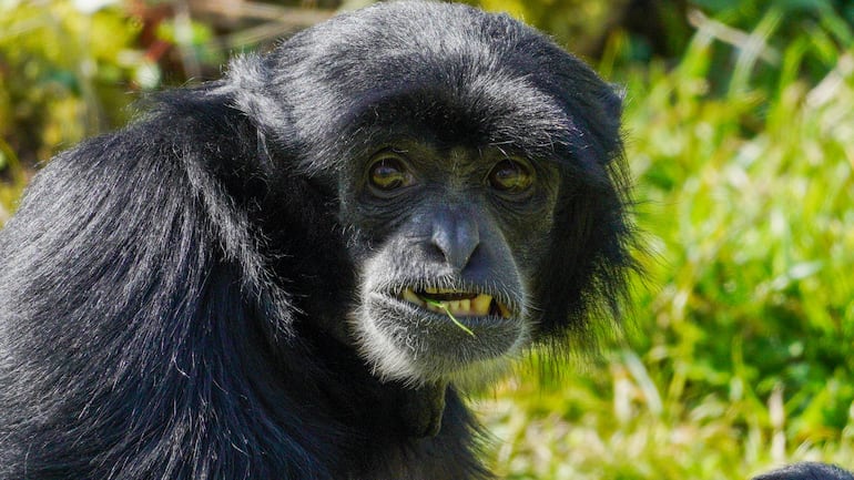 Gibón siamang.