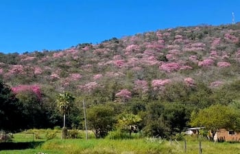 Los lapachos rosados abundan por los cerros Tres Hermanos en Fuerte Olimpo presentando una verdadera belleza natural y primaveral