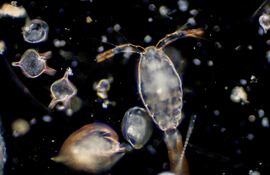 Zooplancton (imagen ilustrativa)