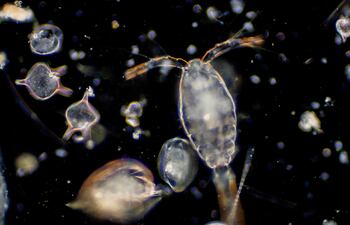 Zooplancton (imagen ilustrativa)