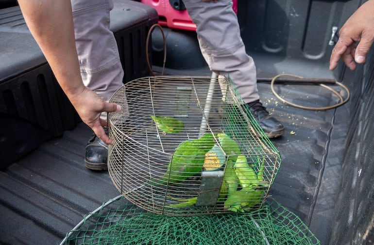 Pequeñas aves de color verde dentro de una jula. Personas señalan con la mano.