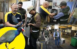 Rescate de ave nativa en el microcentro capitalino.