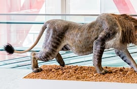 Burgos, Castilla y León, España, Panthera Spelaea, Museo de la Evolución Humana.