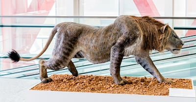 Burgos, Castilla y León, España, Panthera Spelaea, Museo de la Evolución Humana.