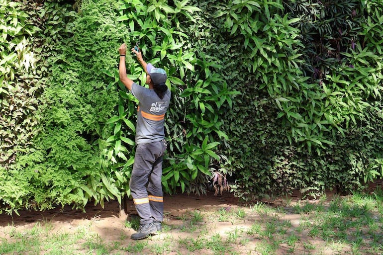 Hombre con camiseta gris y pantalones oscuros poda plantas en un jardín vertical con vegetación densa.