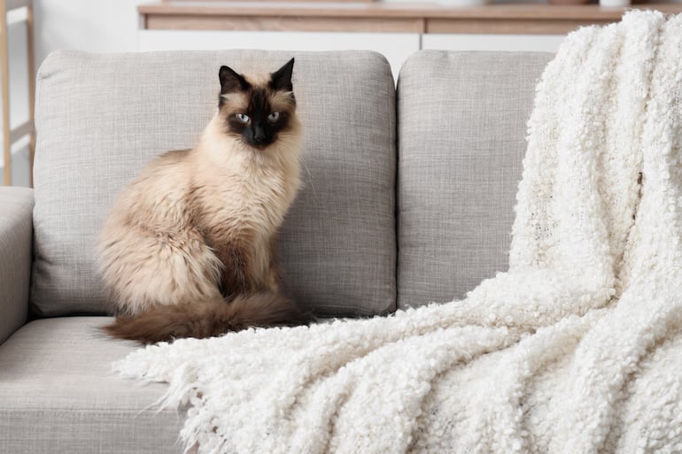 Gato siamés seal point.