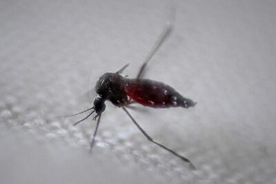 Un ejemplar de mosquito Aedes aegypti, transmisor del dengue.