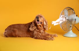 Perro Cocker Spaniel con ventilador.