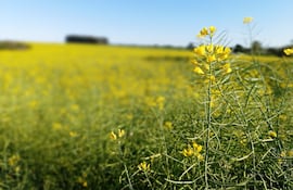 Este 2024 ha sido un buen año para este cultivo de invierno que es la canola.