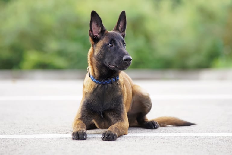 Perro pastor belga Malinois.