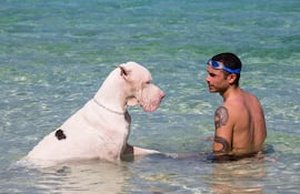 Perro gran danés en el agua.