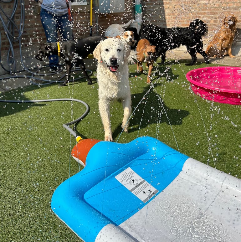 Guardería para perros.