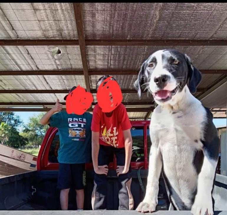 Aquiles el can herido, con sus dueños en una camioneta