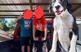 Aquiles el can herido, con sus dueños en una camioneta