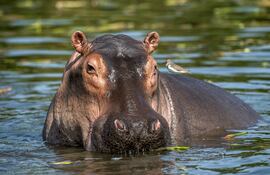 El clima de Paraguay, con sus variaciones estacionales, también supone un desafío adicional en el cuidado de especies como los hipopótamos que están adaptadas a diferentes condiciones ambientales.