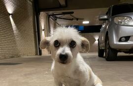 Se rescató una perrita de color blanco en la calle Cerro Corá, zona de Villa Olimpia – Fernando de la Mora zona Norte.