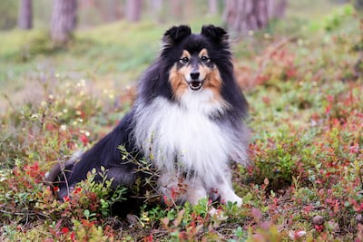 Perro pastor de las islas Shetland o sheltie.
