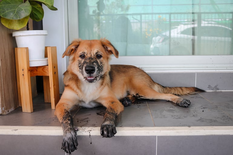 Perro se ensucia después del baño.
