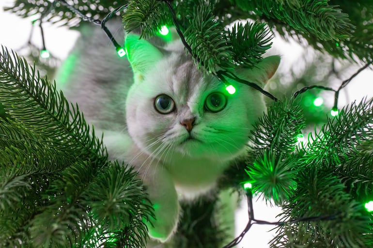 Mascotas en la foto de Navidad.