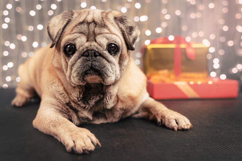 Perro senior en época navideña.