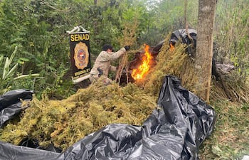 Agentes de la Senad destruyeron más de 4 toneladas de marihuana en Capitán Bado.