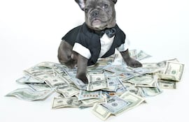 Bulldog francés con billetes.