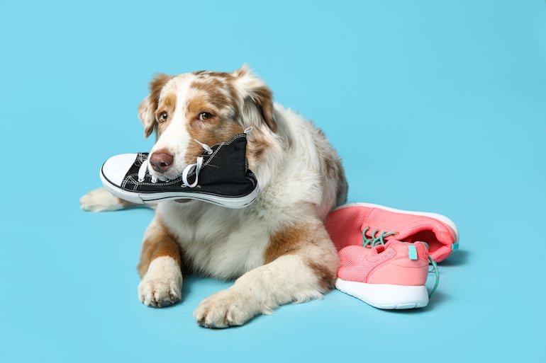 ¿Se puede reeducar a un perro que aprendió malos comportamientos?