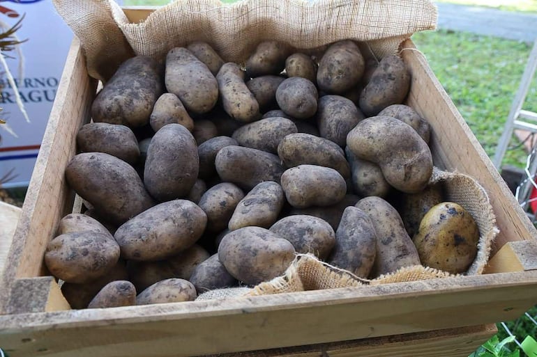 El ministro del MAG, Carlos Giménez, promueve la producción y conservación de semillas propias por parte de los productores de papa.